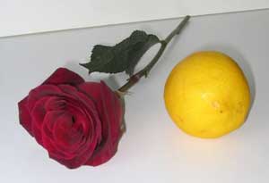 Rose and Lemon