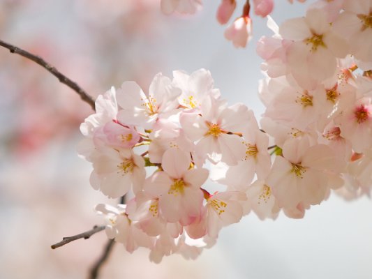 spring flowers