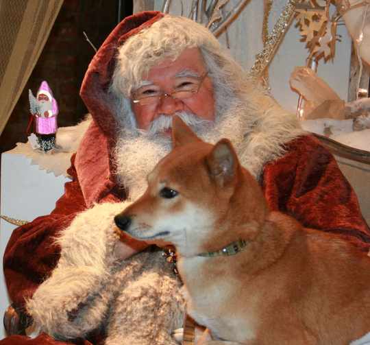 Yoshi (dog) on Santas lap